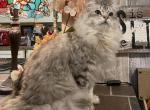 Darby    Silver Ragamuffin - Ragamuffin Cat For Sale - Salem, OR, US