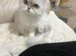 British long haired cat - British Shorthair Cat For Sale - Thornton, CO, US