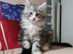 Handsome - Maine Coon Cat For Sale - NY, US