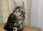 Zara - Maine Coon Cat For Sale - NY, US