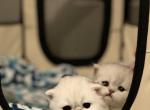 Adorable Persians - Persian Cat For Sale - Nashville, TN, US