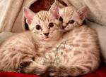 Bengal F2 Snow Lynx Kittens - Bengal Cat For Sale - Crestview, FL, US