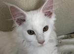 Reserved Pure white Maine Coon Lester baby boy - Maine Coon Cat For Sale - Chipley, FL, US