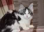 Litter mayonnaise - Maine Coon Cat For Sale - Manchester, NH, US