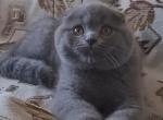 Litter blue kittens - Scottish Fold Cat For Sale - NY, US