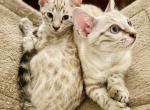 Snow Bengal - Bengal Cat For Sale - Crestview, FL, US