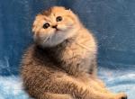 Simba - Scottish Fold Cat For Sale - Renton, WA, US