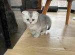 Sugar - Scottish Fold Cat For Sale - Prior Lake, MN, US