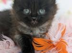 Naomi - Scottish Fold Cat For Sale - Joplin, MO, US