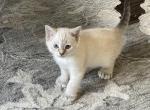 Hyland Lynx Kitten Female - Highlander Cat For Sale - Irvine, CA, US