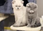 Boris - Scottish Fold Cat For Sale - Philadelphia, PA, US