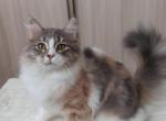 Marilyn - Siberian Cat For Sale - Norwalk, CT, US