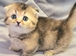 Stormy Scottish kilt - Scottish Fold Cat For Sale - Berlin, NJ, US