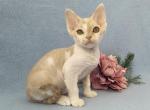 Slava Ukraine - Devon Rex Cat For Sale - Hollywood, FL, US