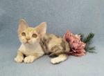 Svoboda - Devon Rex Cat For Sale - Hollywood, FL, US