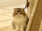 Miss Cindy Pawford - Scottish Straight Cat For Sale - Boynton Beach, FL, US