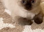 Point babe - Scottish Fold Cat For Sale - Huntington, NY, US