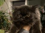 Matties Litter - Persian Cat For Sale - Centerville, NC, US