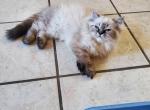 CFA Registered Female Himalayan Kittens - Himalayan Cat For Sale - Greenville, OH, US