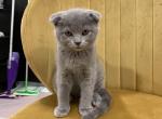 Mila - Scottish Fold Cat For Sale - Philadelphia, PA, US