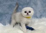 Dixon - Scottish Fold Cat For Sale - Vancouver, WA, US