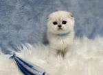 Danny - Scottish Fold Cat For Sale - Vancouver, WA, US