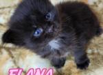 ELANA - Maine Coon Cat For Sale - Pensacola, FL, US