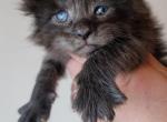 FARAON - Maine Coon Cat For Sale - Pensacola, FL, US