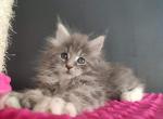 Lili - Maine Coon Cat For Sale - Norwalk, CT, US