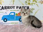 Mirabel - Munchkin Cat For Sale - Joplin, MO, US