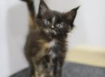 Celine - Maine Coon Cat For Sale - NY, US