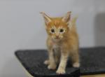 Chester - Maine Coon Cat For Sale - NY, US