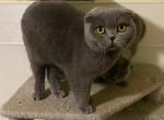 Madeline - Scottish Fold Cat For Sale/Service - Auburn, IN, US