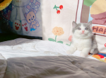 oppo - Munchkin Cat For Sale - Staten Island, NY, US