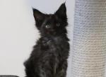 Bagheera - Maine Coon Cat For Sale - NY, US