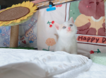 Potter - Munchkin Cat For Sale - Staten Island, NY, US