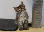 Bentley - Maine Coon Cat For Sale - NY, US