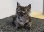 Beverly - Maine Coon Cat For Sale - NY, US