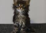 Bonya Polydaclyl - Maine Coon Cat For Sale - NY, US