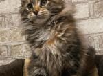 Nancy - Maine Coon Cat For Sale - Norwalk, CT, US