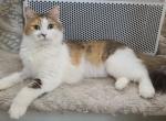 V Ana - Siberian Cat For Sale - New York, NY, US