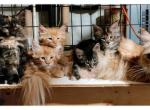 Samanta's Litter - Maine Coon Cat For Sale - Waukesha, WI, US