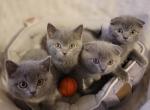 Scottish fold straight - Scottish Fold Cat For Sale - Nicholasville, KY, US