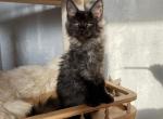 Andru polydactyl - Maine Coon Cat For Sale - Miami, FL, US