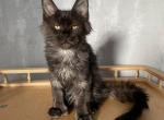 Adonis polydactyl - Maine Coon Cat For Sale - Miami, FL, US