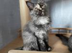 Asay polydactyl - Maine Coon Cat For Sale - Miami, FL, US