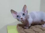 Sonya Bambino - Sphynx Cat For Sale - Norwalk, CT, US