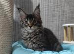 Vinchester - Maine Coon Cat For Sale - Miami, FL, US