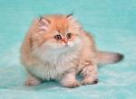 Hurrem - British Shorthair Cat For Sale - NY, US