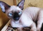 Karl - Devon Rex Cat For Sale - Miami, FL, US